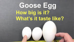 Quelle est la taille d'un œuf d'oie ?