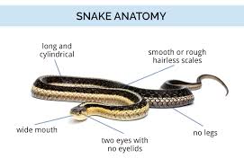Snake Identification Anatomy Life Cycle Types Of Snakes