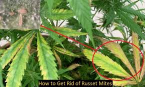 4 how to prevent spider mites naturally. How To Get Rid Of Russet Mites 10 Way To Kill Russet Mites On Cannabis Updated For 2021 420 Big Bud