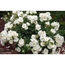 flower carpet r rose white