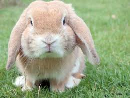 L'alimentazione di un coniglio nano quando si tratta di nutrire i conigli , molte persone suppongono che lattuga e carote saranno l'unica cosa necessaria. Coniglio Ariete Nano Carattere Cura E Alimentazione Bepuppy
