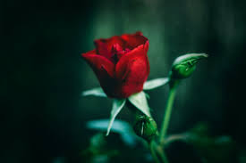 photography of red rose free stock photo
