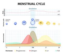 53 Unique Period Hormone Chart