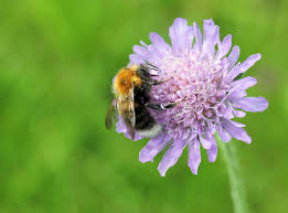 One of the biggest problems for pollinators is a lack of flowering plants, especially those packed with pollen and nectar, so in 2011 we launched the perfect for pollinators logo to encourage gardeners to grow more of them. The 10 Best Flowers For Attracting Bees The English Garden