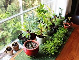 Vastu Plants For Your House The Royale