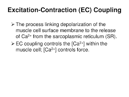 ppt skeletal muscle and a little