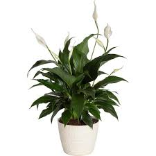 Costa Farms Spathiphyllum Peace Lily