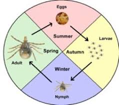 Tick Life Cycle Tick Safe And The Mozzie Team