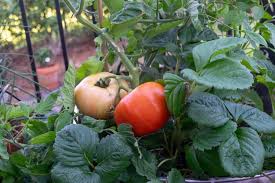 Patio Tomatoes What How To Grow