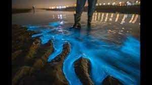 De alg moet zich dan dus snel vermeerderen. Spectaculaire Beelden Van Zeevonk In Nederland 2021 Youtube