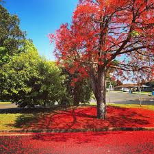 Care Tips For Illawarra Flame Tree