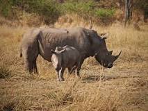 Image result for Price of Zoo Fees in Botswana