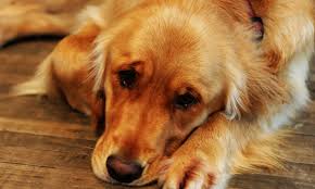 Canine Lymphoma Clinicians Brief