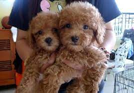 poodle puppies sold 11 years 1 month