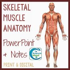 There are around 650 skeletal muscles within the typical human body. Muscles Power Point Worksheets Teaching Resources Tpt