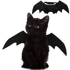 Cat costume bat wings