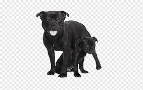 Shipping within usa and canada.airport and door step delivery. Staffordshire Bull Terrier American Staffordshire Terrier American Pit Bull Terrier Puppy Animals Carnivoran Pet Png Pngwing