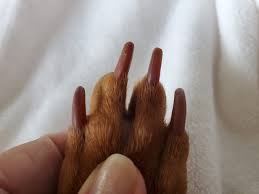 how to trim dog nails dogster