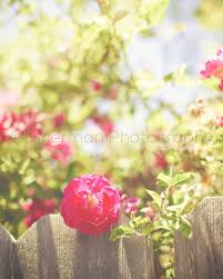 Flower Photography Rose Photo Garden