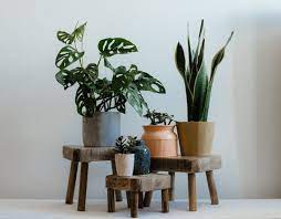 Rustic Wooden Plant Pot Stand Family