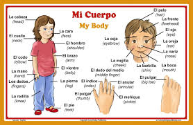 Buy Spanish Language School Poster Words About Parts Of