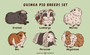 guinea pigs breeds s cute set