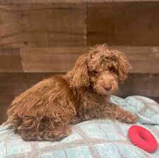 toy poodle puppy new haven
