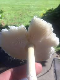 a woman ate a mushroom from her yard in