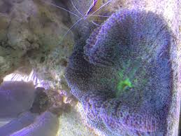 rainbow carpet anemone marine