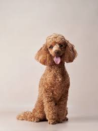 toy poodle images