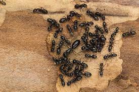 comment savoir si l on a des fourmis