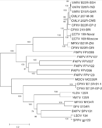 Phylogenetic tree based on alignments of amino acid sequences of... |  Download Scientific Diagram