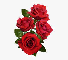 beautiful red rose flowers png image