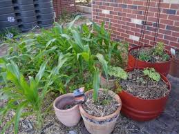 eco friendly plant pots