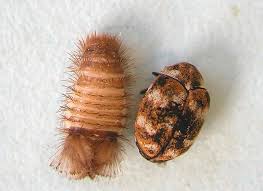 Carpet beetles can actually eat any animal product that comes into its contact. Identifying And Controlling Clothes Moths Carpet Beetles And Silverï¬sh Agriculture And Food