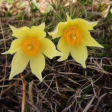 Jeden tag werden tausende neue, hochwertige bilder hinzugefügt. Signs Of Spring Yellow Pasque Flowers These Are Among The First Flowers To Bloom When Spring Arrives In Mongolia Sometimes Still W Spring Sign Bloom Flowers
