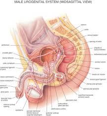 Female Anatomy Side View Diagram Male Reproductive System
