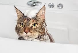 Before the first drop of shampoo touches your cat's skin, you should have a solid strategy in mind. The Best Cat Shampoo Guide For 2021 It S Not Just Pampering Animal Corner