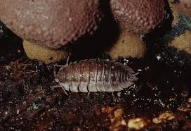 How To Get Rid Of Woodlice In The House