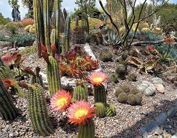 Cactus Garden Succulent Landscape