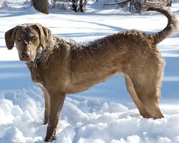 They come with full reg and first set of shots and wormed and declaws remove. Paw Print Genetics Preventing Ectodermal Dysplasia Skin Fragility Syndrome In The Chesapeake Bay Retriever