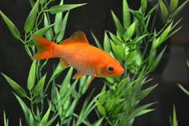 33 Different Types Of Goldfish Breeds Identification Guide