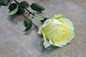 Maybe you would like to learn more about one of these? Ace Flowers ×'×˜×•×•×™×˜×¨ Yellow Roses Symbolize Friendship Show Your Friends Some Love By Sending Them Gorgeous Yellow Roses Friendship Love Friends Https T Co Uue4odwvp6