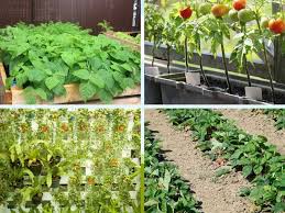 basic vegetable garden layout ideas for