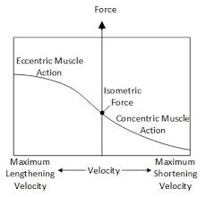 force velocity relationship graph