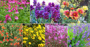 Dry Weather Drought Tolerant Perennials