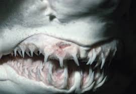 Their jaws house rows of 24 almost identical teeth that are shaped like circular saws, with curved cusps. Why Do People Collect Shark Teeth Howstuffworks