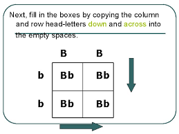 The punnett square is a square diagram that is used to predict the genotypes of a particular cross or breeding experiment. Genetics Using Punnett Squares Early Genetics The Study