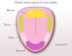 Theres No Scientific Basis For The Tongue Map Of Tastes