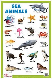 Sea Animals Educational Chart 9788131938867 Amazon Com Books